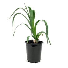 Load image into Gallery viewer, Hemerocallis, 1 gal, Rocket City