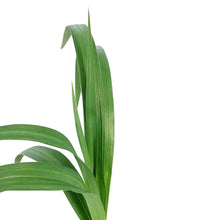 Load image into Gallery viewer, Hemerocallis, 1 gal, Rocket City