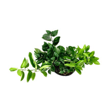 Load image into Gallery viewer, Tangerine, 1 Gal, Murcott Honey