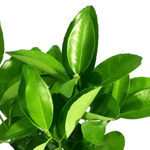 Load image into Gallery viewer, Tangerine, 1 Gal, Murcott Honey