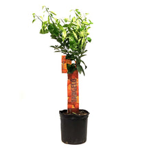 Load image into Gallery viewer, Tangelo, 5 Gal, Minneola Standard