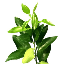 Load image into Gallery viewer, Tangelo, 5 Gal, Minneola Standard