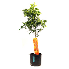 Load image into Gallery viewer, Orange, 5 Gal, Valencia Standard