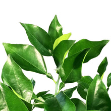 Load image into Gallery viewer, Orange, 5 Gal, Valencia Standard