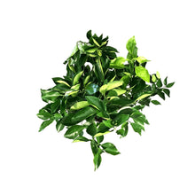 Load image into Gallery viewer, Orange, 5 Gal, Valencia Standard