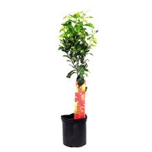 Load image into Gallery viewer, Grapefruit, 5 Gal, Ray Ruby Standard