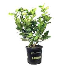 Load image into Gallery viewer, Lemon, 3 Gal, Ponderosa