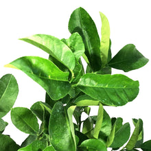 Load image into Gallery viewer, Lemon, 3 Gal, Ponderosa