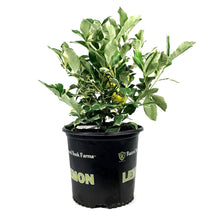 Load image into Gallery viewer, Lemon, 3 Gal, Variegated Pink