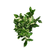 Load image into Gallery viewer, Lemon, 3 Gal, Variegated Pink