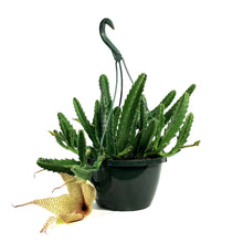 Load image into Gallery viewer, Stapelia, 8in HB, Grandiflora Starfish Cactus
