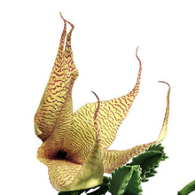 Load image into Gallery viewer, Stapelia, 8in HB, Grandiflora Starfish Cactus