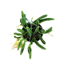 Load image into Gallery viewer, Stapelia, 8in HB, Grandiflora Starfish Cactus