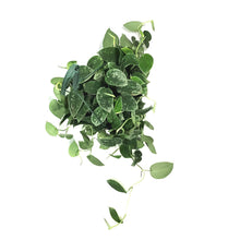 Load image into Gallery viewer, Scindapsus, 8in HB, Silvery Ann