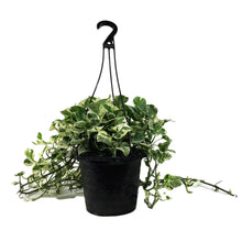 Load image into Gallery viewer, Pothos, 8in Hanging Basket, N'Joy