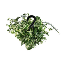 Load image into Gallery viewer, Pothos, 8in Hanging Basket, N'Joy