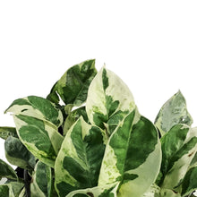 Load image into Gallery viewer, Pothos, 8in Hanging Basket, N'Joy