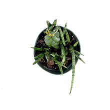 Load image into Gallery viewer, Sansevieria, 6in, Cylindrica Braid