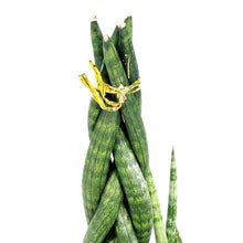 Load image into Gallery viewer, Sansevieria, 6in, Cylindrica Braid