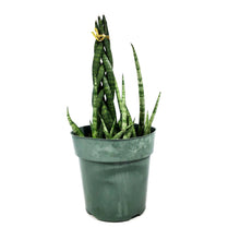 Load image into Gallery viewer, Sansevieria, 6in, Cylindrica Braid