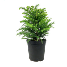 Load image into Gallery viewer, Pine, 6in, Norfolk Island