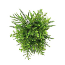 Load image into Gallery viewer, Pine, 6in, Norfolk Island