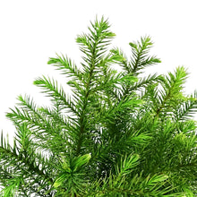 Load image into Gallery viewer, Pine, 6in, Norfolk Island