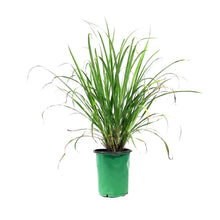 Load image into Gallery viewer, Herb, 6in, Lemongrass