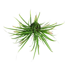Load image into Gallery viewer, Herb, 6in, Lemongrass