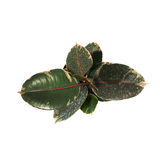 Ficus, 6in, Ruby