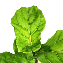 Load image into Gallery viewer, Ficus, 6in, Lyrata Standard