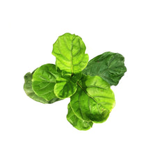 Load image into Gallery viewer, Ficus, 6in, Lyrata Standard