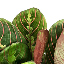 Load image into Gallery viewer, Maranta, 6in, Red