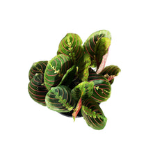 Load image into Gallery viewer, Maranta, 6in, Red
