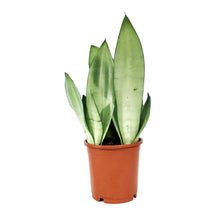 Load image into Gallery viewer, Sansevieria, 5in, Moonshine
