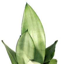 Load image into Gallery viewer, Sansevieria, 5in, Moonshine