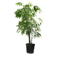 Load image into Gallery viewer, Bamboo, 17in, Ventricosa Buddha Belly
