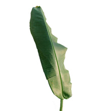 Load image into Gallery viewer, Banana, 17in, Thai White