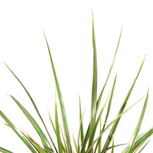 Load image into Gallery viewer, Dracaena, 6in, Bicolor Twist