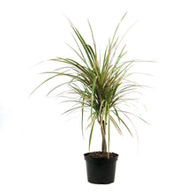 Load image into Gallery viewer, Dracaena, 6in, Bicolor Twist