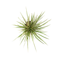 Load image into Gallery viewer, Dracaena, 6in, Bicolor Twist