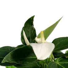 Load image into Gallery viewer, Anthurium, 4in