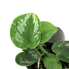 Load image into Gallery viewer, Scindapsus, 4in, Exotica