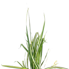 Load image into Gallery viewer, Grass, 1 gal, Eldorado Feather Reed