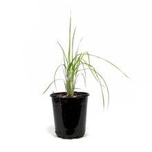 Load image into Gallery viewer, Grass, 1 gal, Eldorado Feather Reed