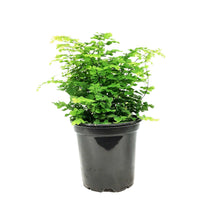 Load image into Gallery viewer, Fern, 4in, Maidenhai Fritz Luthi