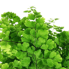 Load image into Gallery viewer, Fern, 4in, Maidenhai Fritz Luthi