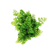 Load image into Gallery viewer, Fern, 4in, Maidenhai Fritz Luthi
