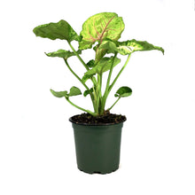 Load image into Gallery viewer, Syngonium, 4in, Kiwi