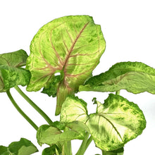 Load image into Gallery viewer, Syngonium, 4in, Kiwi